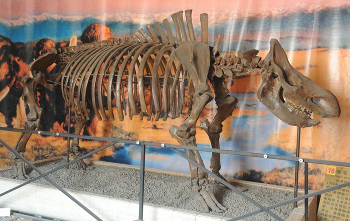 披毛犀骨化石图片